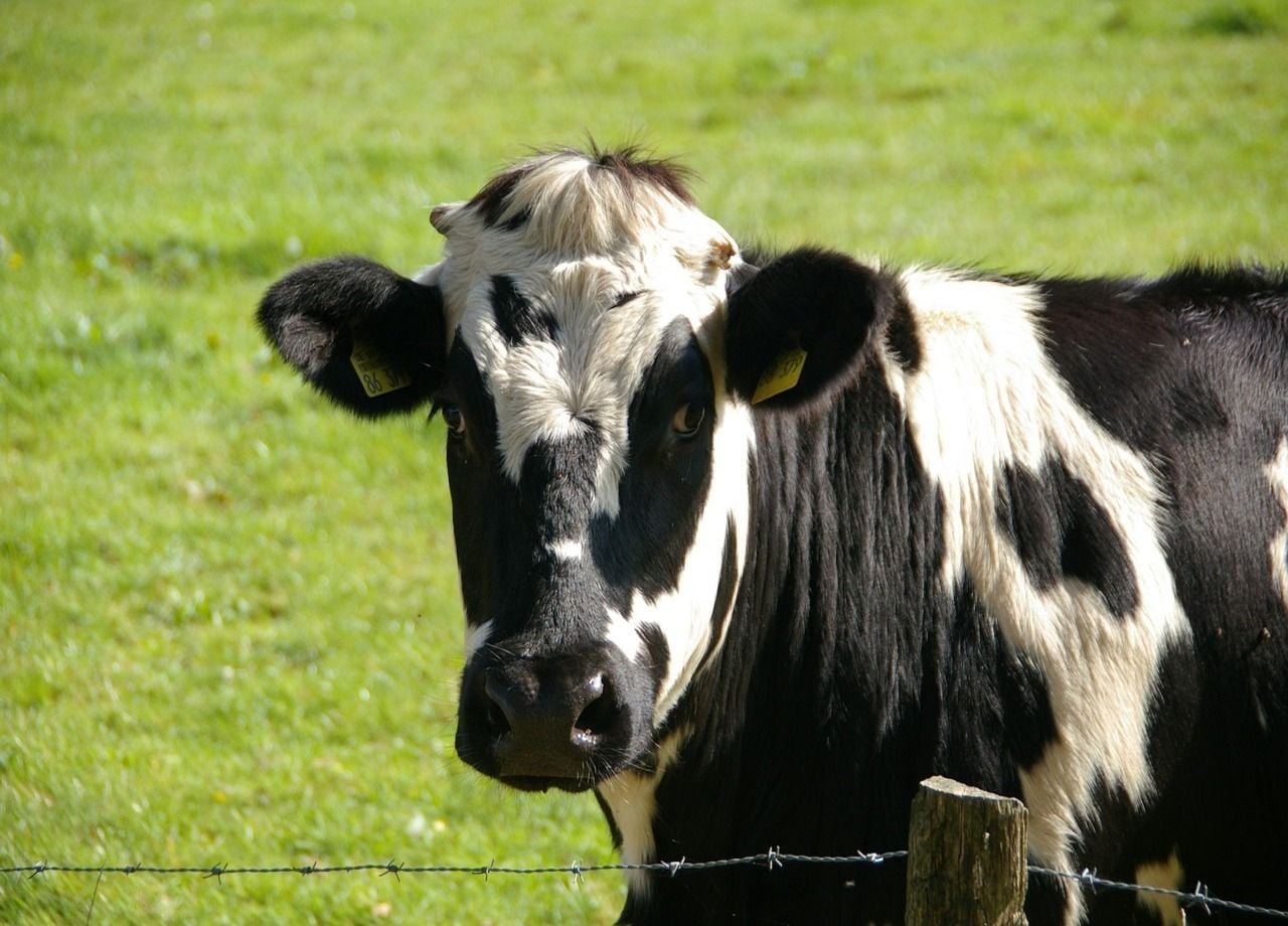L'intelligence des vaches, de plus en plus évidente