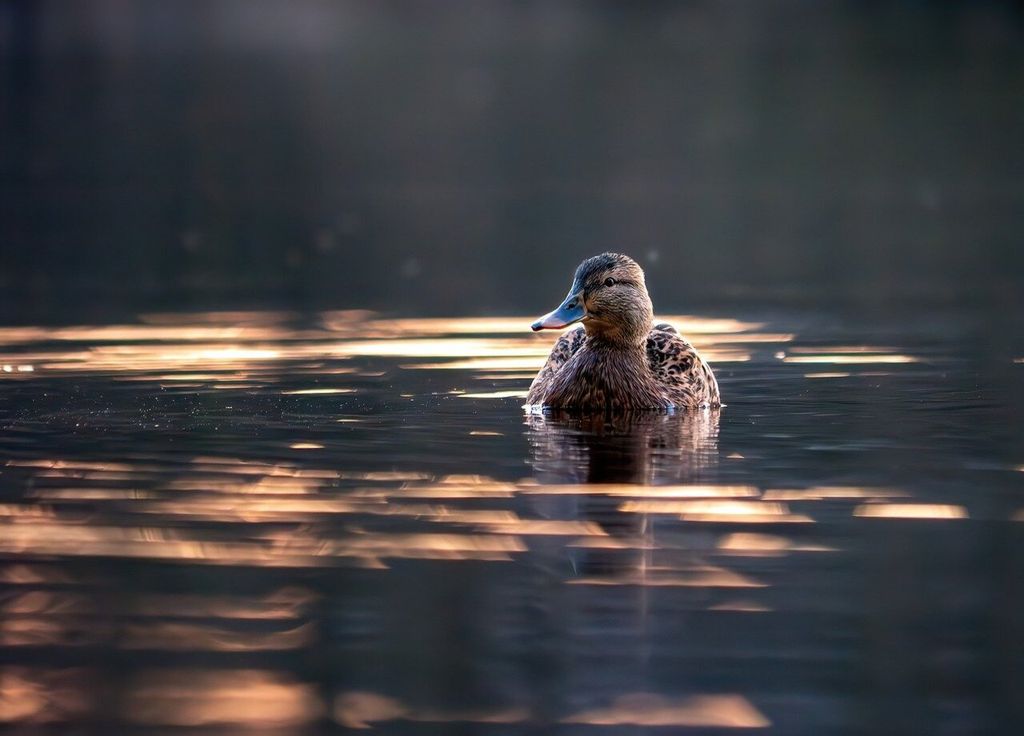 Les oiseaux aquatiques peuvent être porteurs de parasites