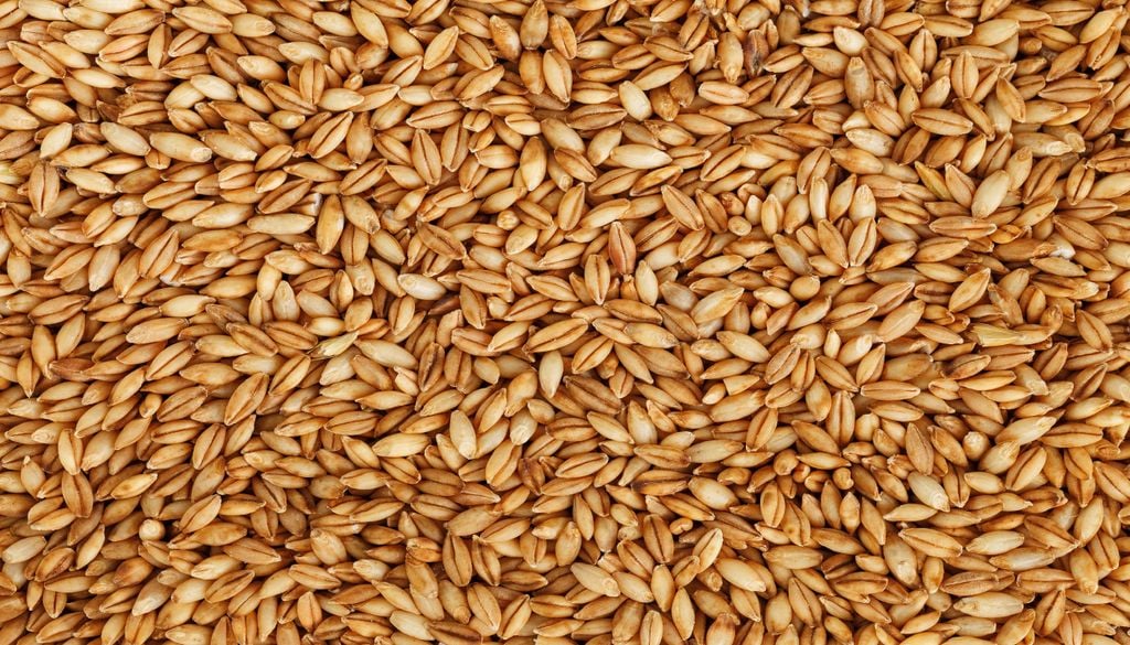 Grãos de cevada precisam atender aos padrões de germinação, tamanho e sanidade para serem destinados à produção de malte.