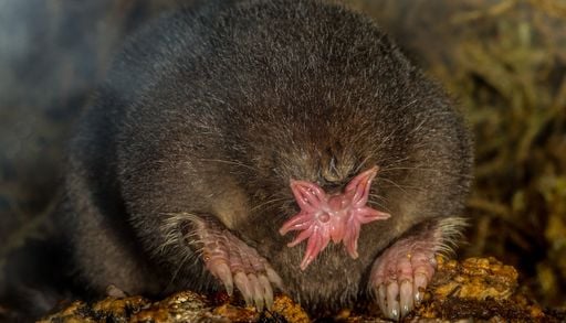 Ces animaux incroyables sont surtout&hellip; particuli&egrave;rement moches !