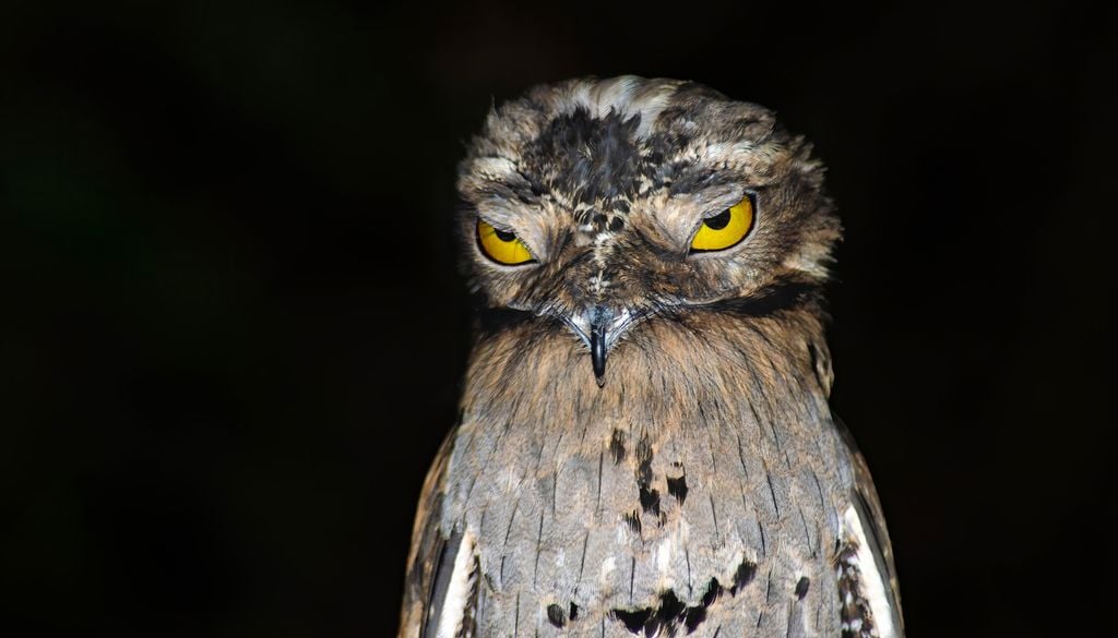 Ibijau Oiseau nocturne Biodiversité Animaux Cet oiseau nocturne est une star sur les réseaux sociaux à cause de ses mimiques, comme celle-ci où il semble blasé…
