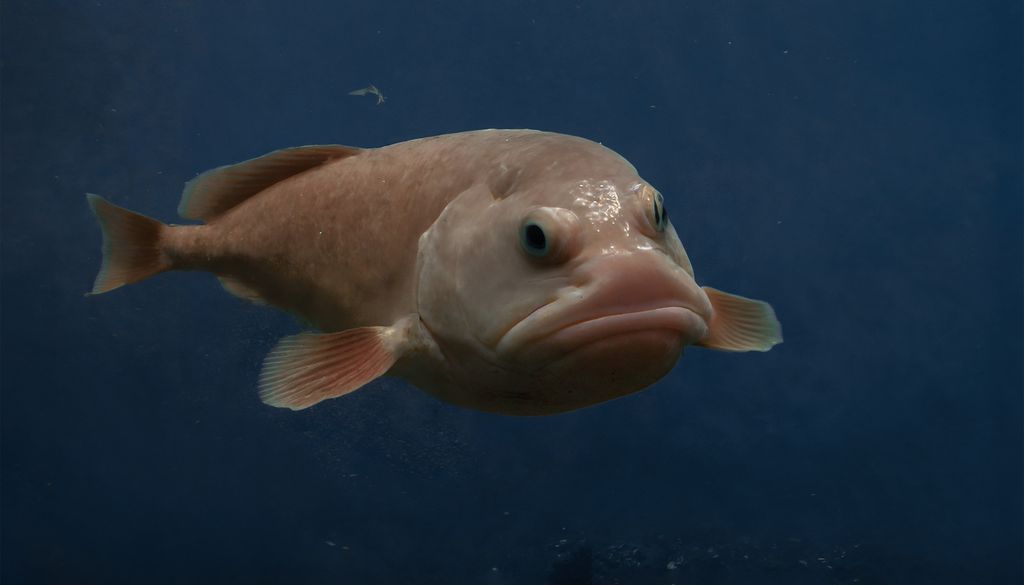 Blobfish poisson profondeur nageoire océan Ici, un blobfish dans son habitat naturel, il ressemble à un poisson normal. Mais une fois sorti des pronfondeurs, son corps gélatineux s'affaisse.
