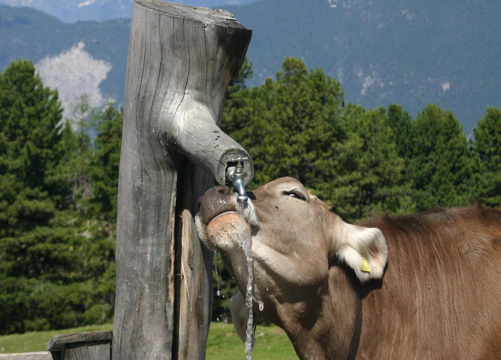 Vache soif Vache soif