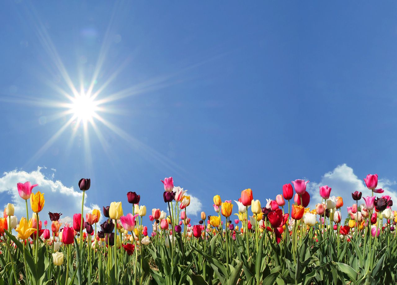 These Flowers Are Magnificent But Deadly For Humans 