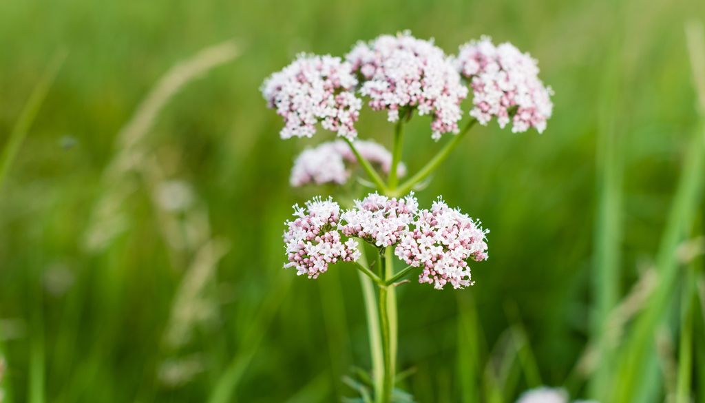Fleur Valériane Plante nature Ici, la fleur de valériane.