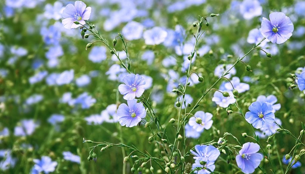Fleurs champs lin Plante nature Ici, des fleurs de lin.