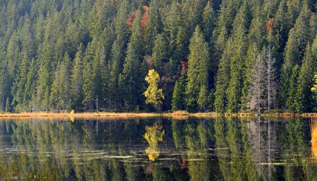 Lac Canada Arbre forêt Eau L'île serait reliée par les racines et formée par de la végétation.