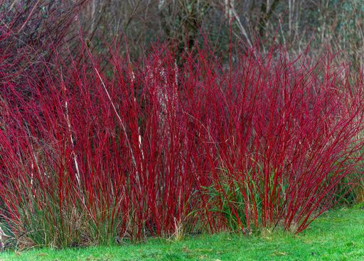 Ces plantes peuvent limiter les d&eacute;g&acirc;ts des inondations dans votre jardin !