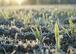 Ces prochains jours en France de nouvelles gelées blanches sont à prévoir ! Découvrez les prévisions météo