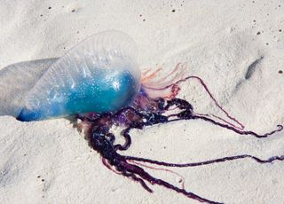 Cet étrange animal fait fermer les plages de Catalone, est-ce une menace pour la France ?