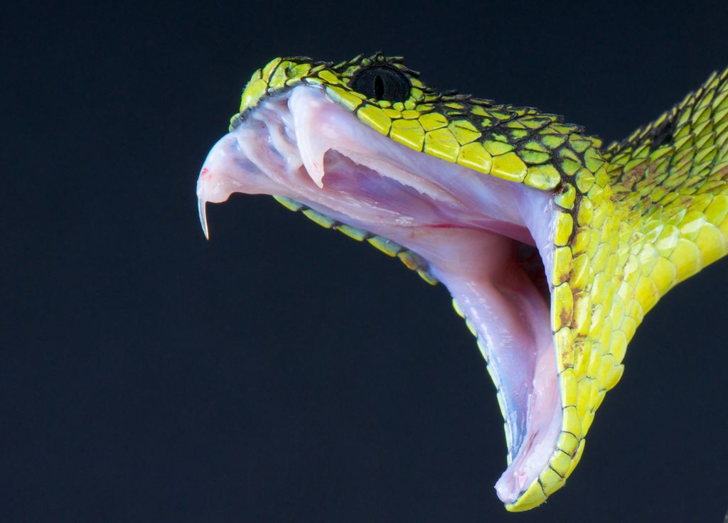 Serpent Morsure Antivenin Science