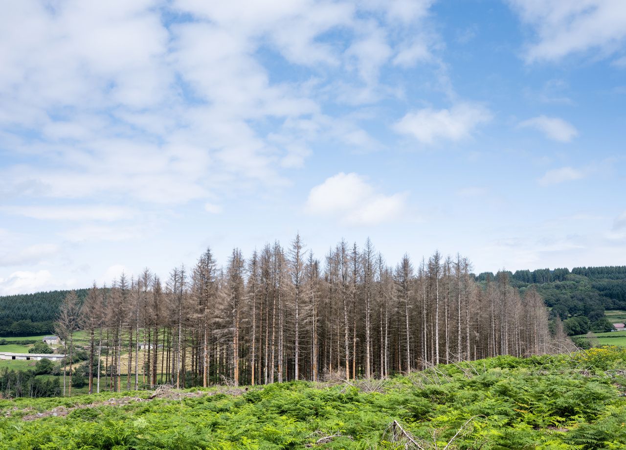 This Tiny Insect Can Devastate Entire Forests! What Are The Solutions 