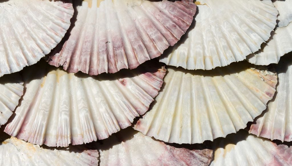 La coquille Saint-Jacques est utilisée comme isolant naturel.