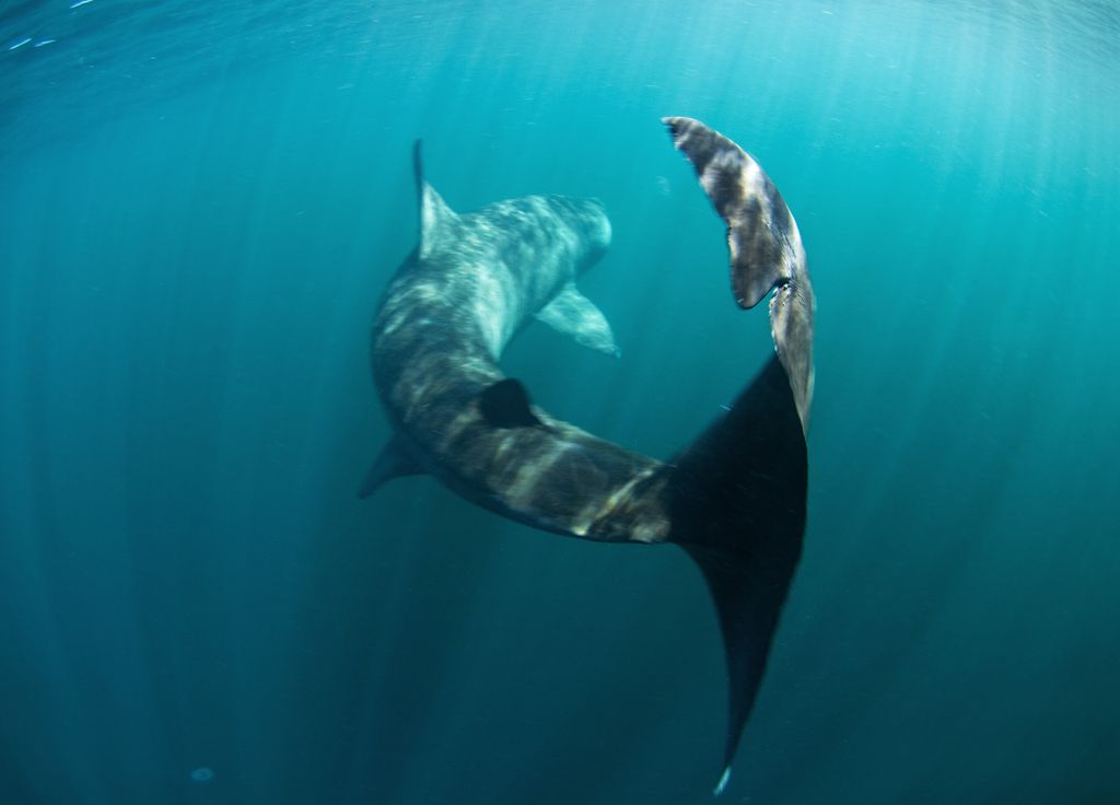 Mammifère Marin Préhistoire Baleine Australie