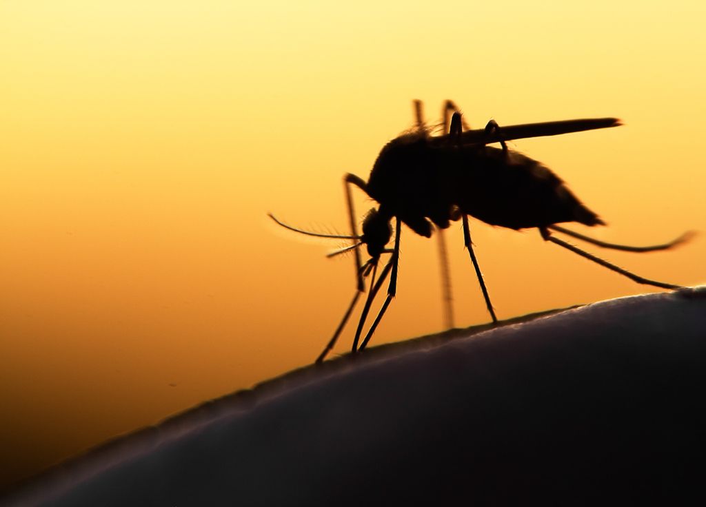 Moustique paludisme Afrique