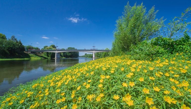 Cette plante invasive prolif&egrave;re &agrave; cause de la canicule et elle fait d'&eacute;normes d&eacute;g&acirc;ts !