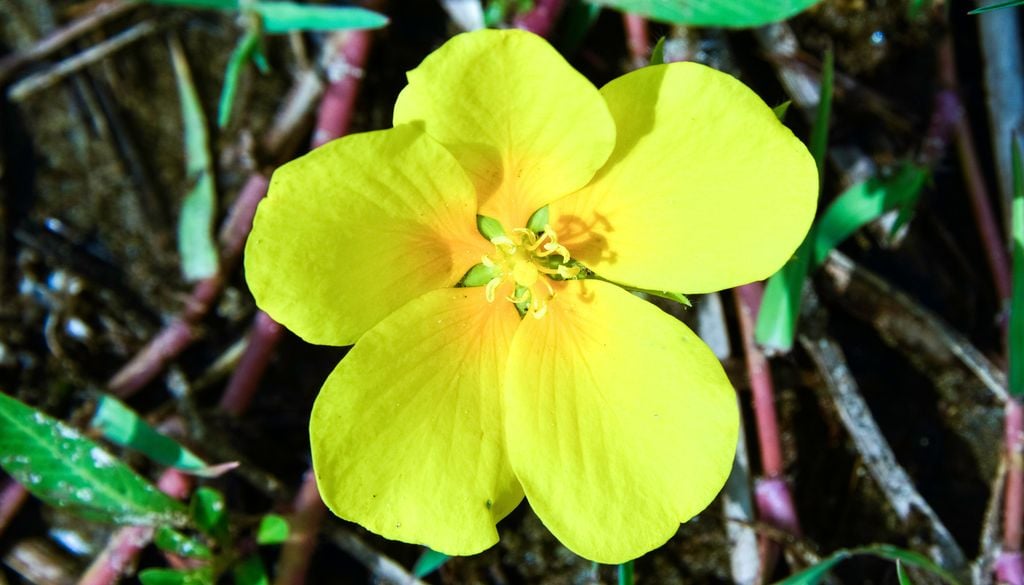 Jussie Plante aquatique exotique invasive Fleur jaune Malgré une très jolie fleur jaune, la Jussie est une redoutable plante invasive.