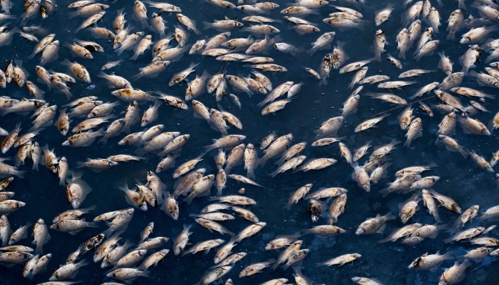 Poisson mort lac rivière La Jussie est responsable de la mort de nombreux poissons et de plantes aquatiques locales.