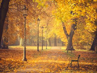 Cette ville aux Pays-Bas a décidé de ne plus ramasser les feuilles mortes !