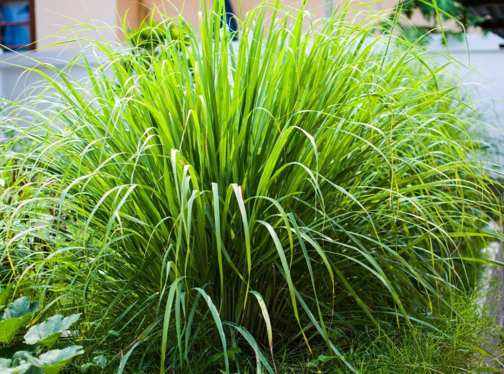 citronella