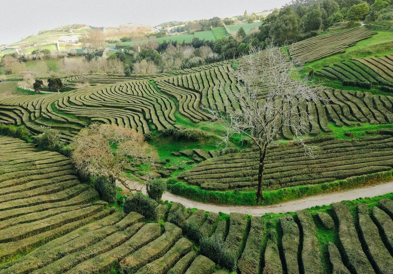 Estudo desenvolvido por português demonstra possível inovação baseada no chá verde dos Açores, a gorreana.