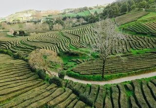 Chá verde dos Açores mostra potencial para aplicações ortopédicas e saúde óssea