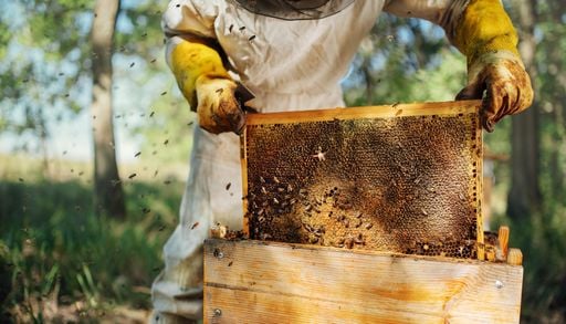 Chaleur et s&eacute;cheresse : la r&eacute;colte de miel en chute cette ann&eacute;e en France