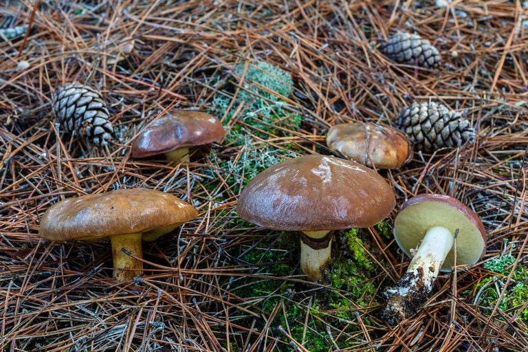 Champignons : ces erreurs &agrave; &eacute;viter lors de votre cueillette !
