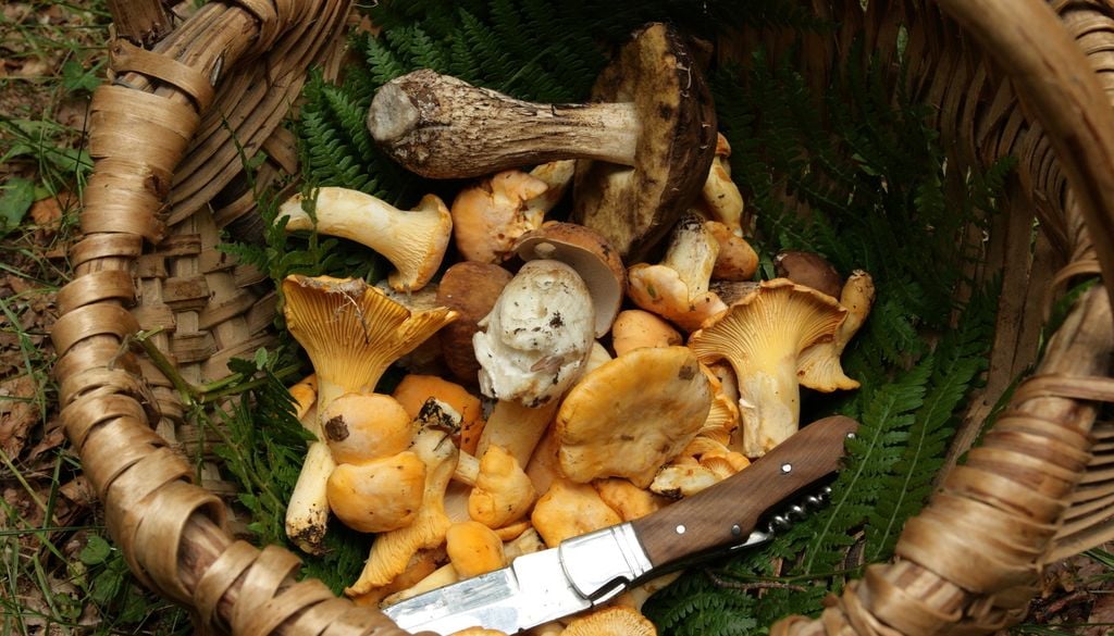 Panier Champignons Couteau cueillette automne foret girolles cèpes bolets Pour mieux conserver votre récolte, privilégiez un panier en osier ou en bois.