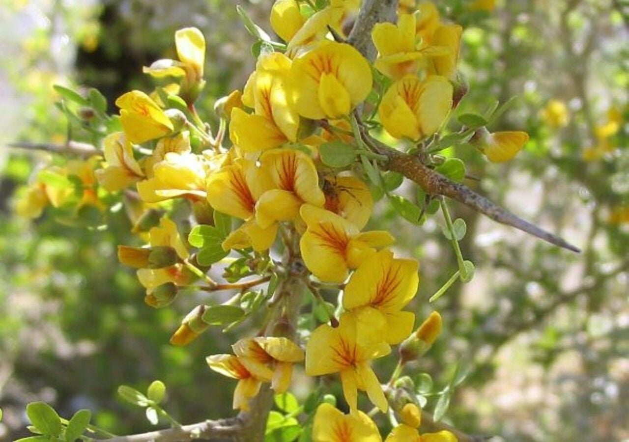 Con flores doradas en pleno invierno, el chañar resiste donde otros no prosperan. Foto: Vivero Pumahuida.