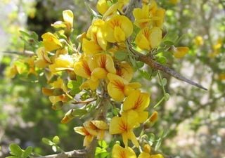 Chañar, la joya resiliente del bosque chileno que florece a contratiempo