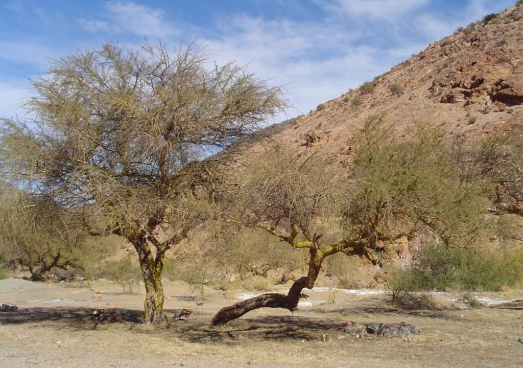 chañar cultivo chañar cultivo