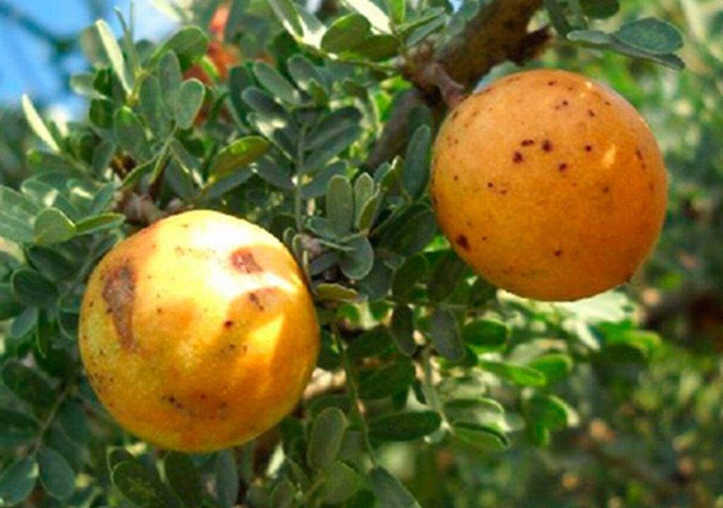 chañar fruto chañar fruto