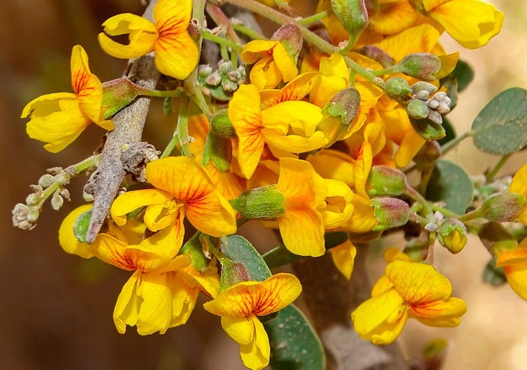 chañar polen chañar polen