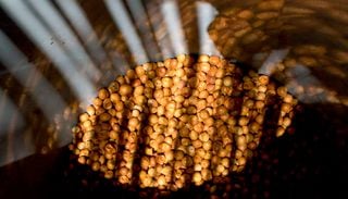 Cha&ntilde;ar: qu&eacute; es y c&oacute;mo se usa este fruto del norte en la cocina chilena