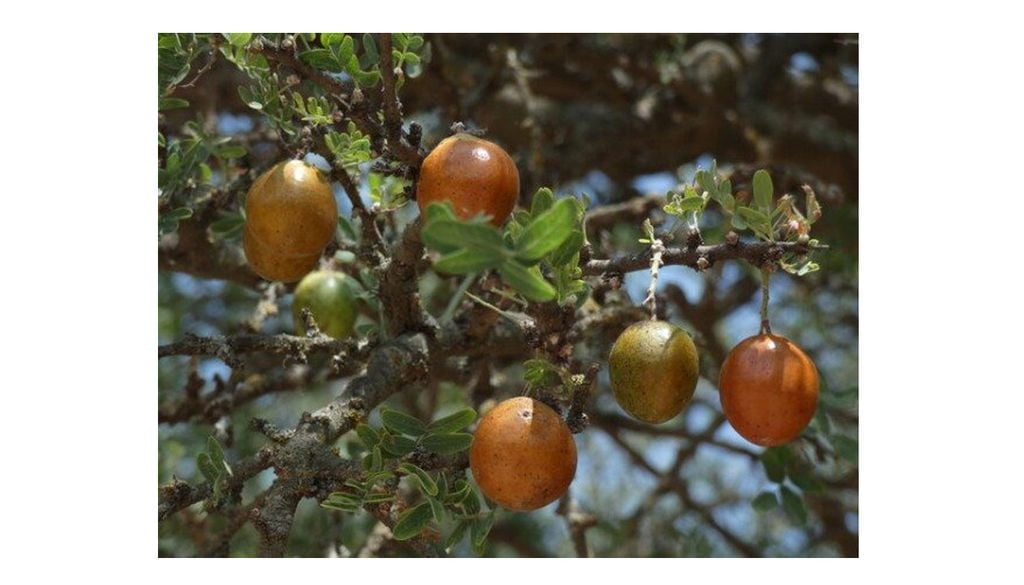 En Noviembre del 2021 esta especie fue catalogada como vulnerable, lo que prohíbe su tala. Imagen: La Huertina Garden
