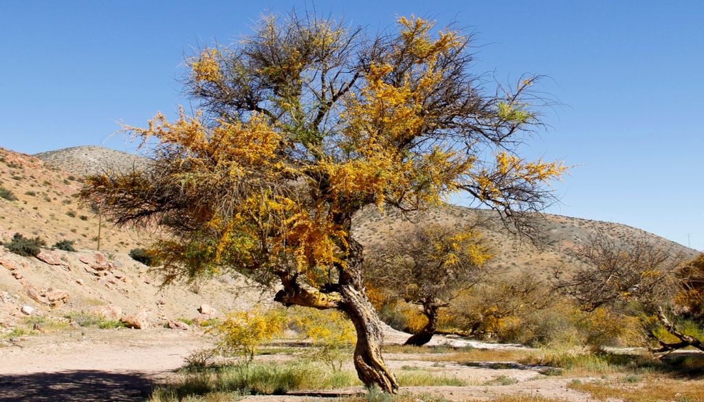 El árbol del Chañar es fundamental para el ecosistema, ya que retiene agua y forma suelos.Imagen: Revista Letra Brava