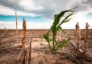 Chances para la primavera: 60% Niña, 0% Niño