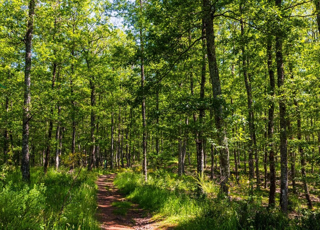 Une forêt de chênes, un des arbre considéré comme plus résistant au changement climatique et aux maladies.