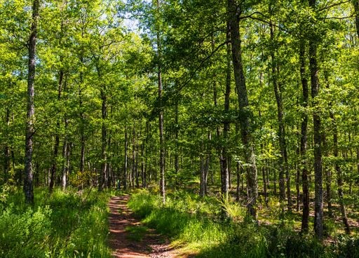 Changement climatique : &agrave; quoi ressembleront les for&ecirc;ts fran&ccedil;aises de demain ?