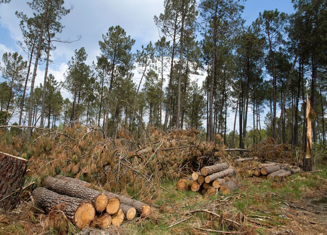 La surmortalité des arbres a bondi de 125% en 10 ans dans les forêts françaises.