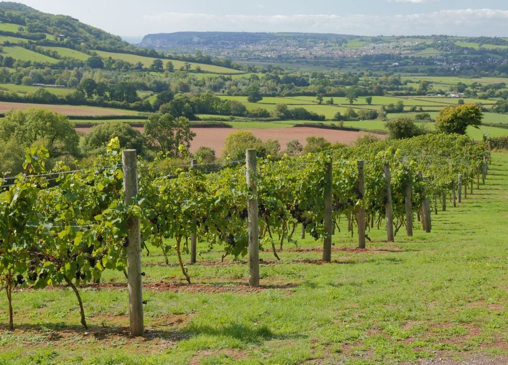 Vin anglais Vin anglais