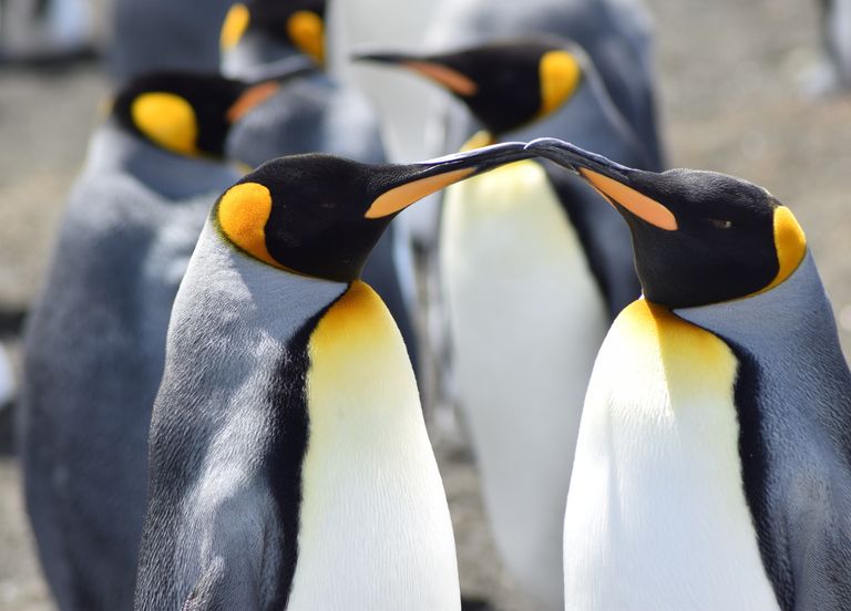 Cambio clim&aacute;tico: el ping&uuml;ino rey se adapta mejor que otras especies, pero &iquest;a qu&eacute; costo?