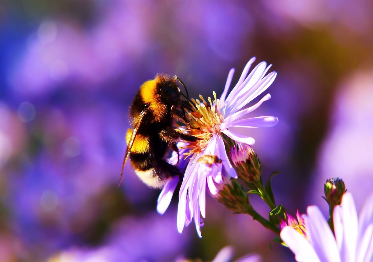 Why the honey bee 'apocalypse' is based on a lie