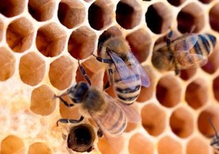 Changing temperatures increase pesticide risk to bees