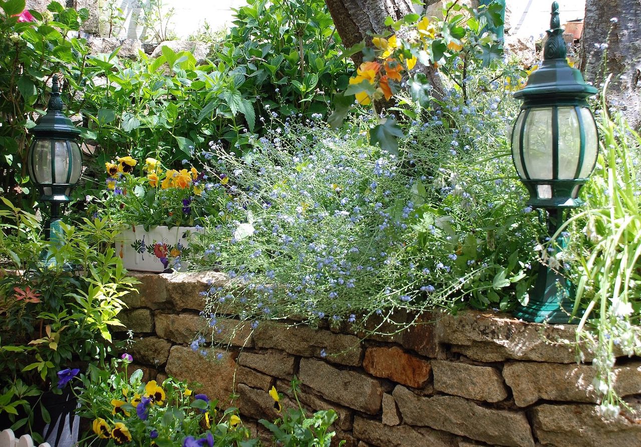 Chaos gardening é uma nova tendência, que se sustenta no uso de pacotes de sementes aleatórios para plantação nos jardins.