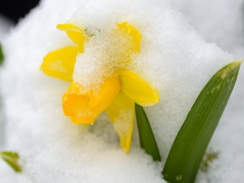 Im Südwesten schneit es derzeit bis in tiefe Lagen, im Osten dagegen herrscht Frühling.