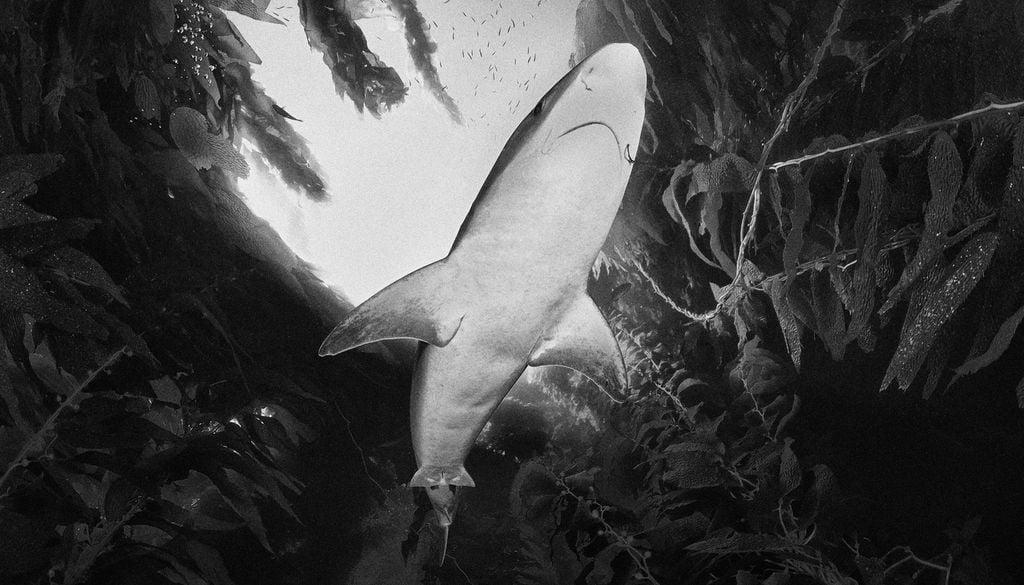 Requin Ocean Biodiversité animaux algue mer Un banc d'environ 500 requins hâ a été découvert près de l'île de Ré.