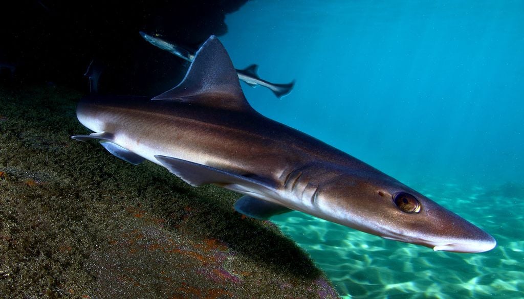 Requin-hâ océan atlantique biodiversité mer rocher animaux Le requin-hâ, aussi appelé milandre, est un requin inoffensif pour l'homme.