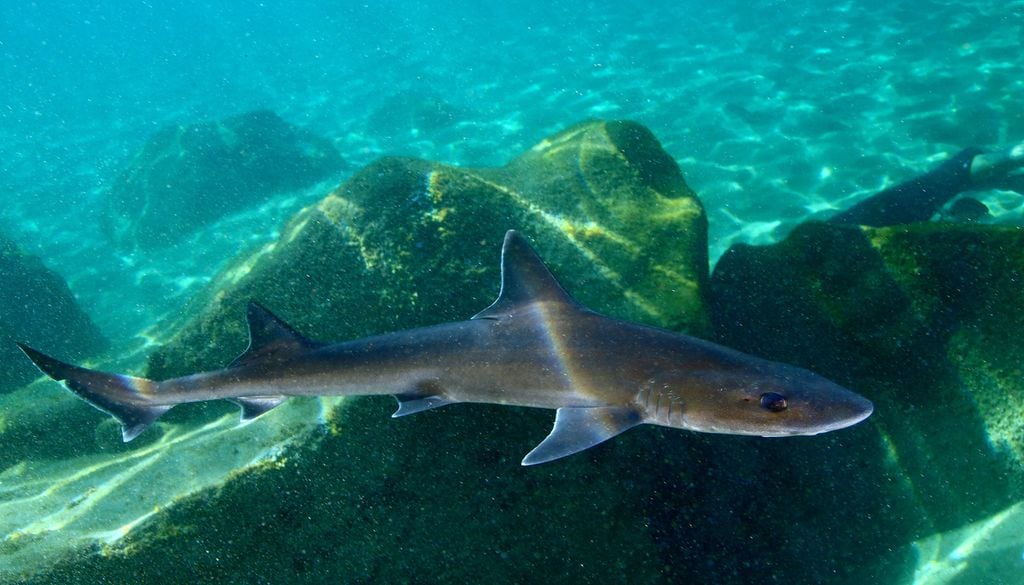 Requin-hâ Milandre Poisson Océan Mer Animaux Atlantique Certains spécimens observés nageaient dans des eaux peu profondes près des rives des plages de l'île de Ré.